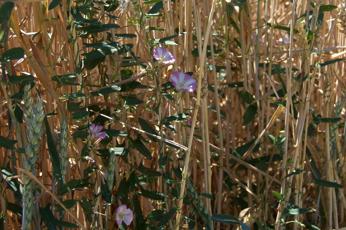 field-86072_1280