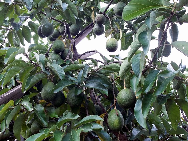 fruit