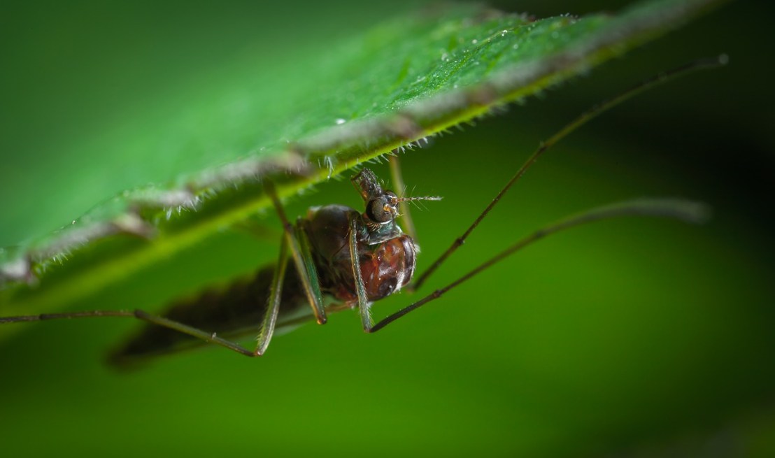insect-3079504_1280(1)