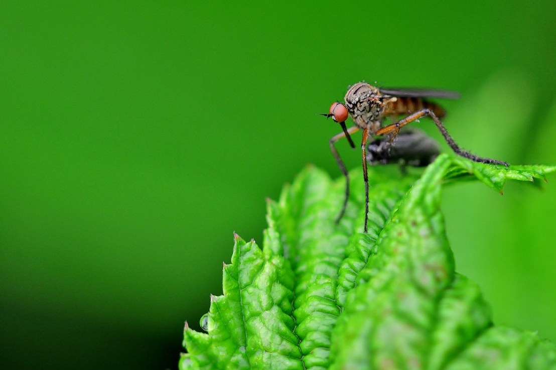 Quelles sont les plantes anti-moustiques&nbsp;?