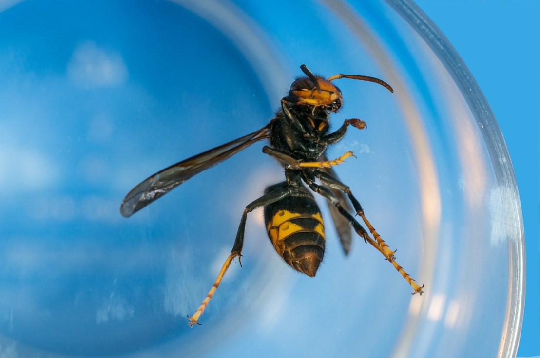 insect-4683232_1280