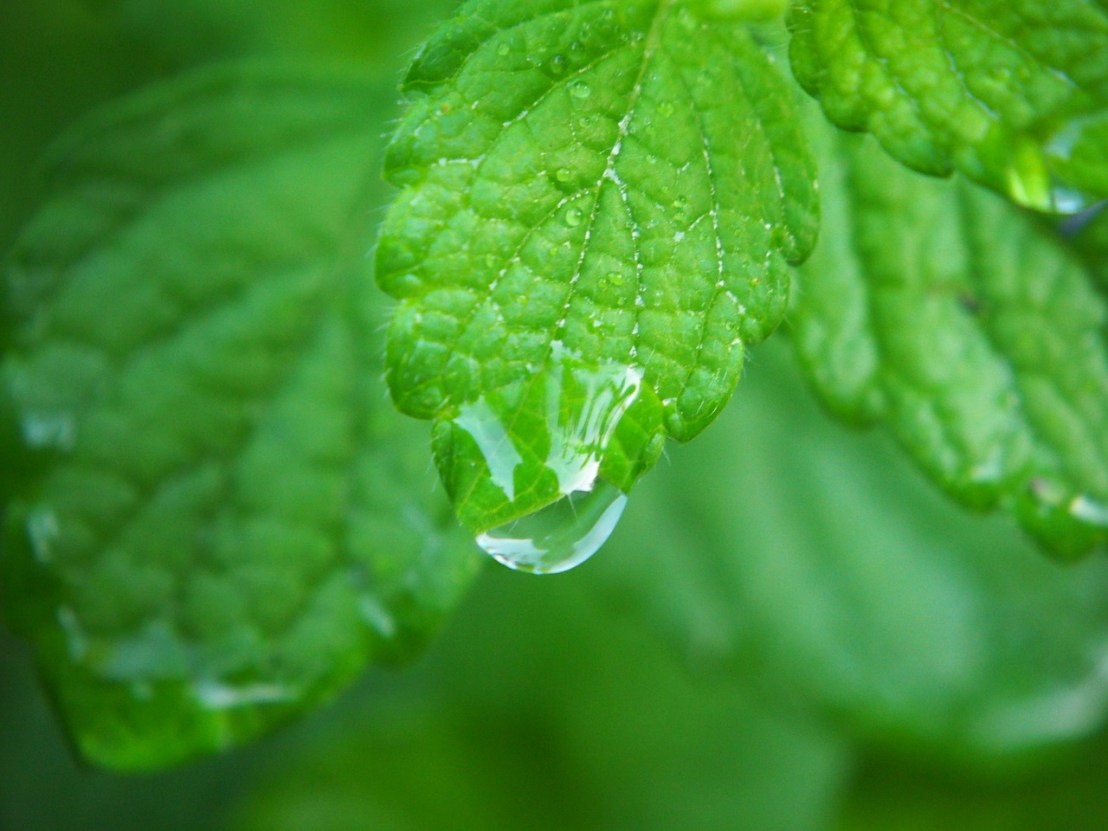 lemon-balm-2655821_1280