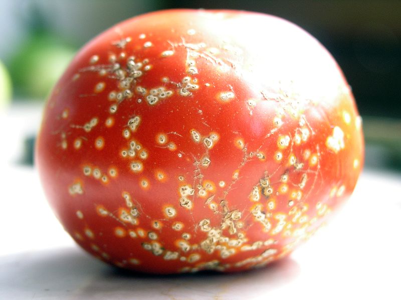 Quelles sont les maladies des tomates&nbsp;?