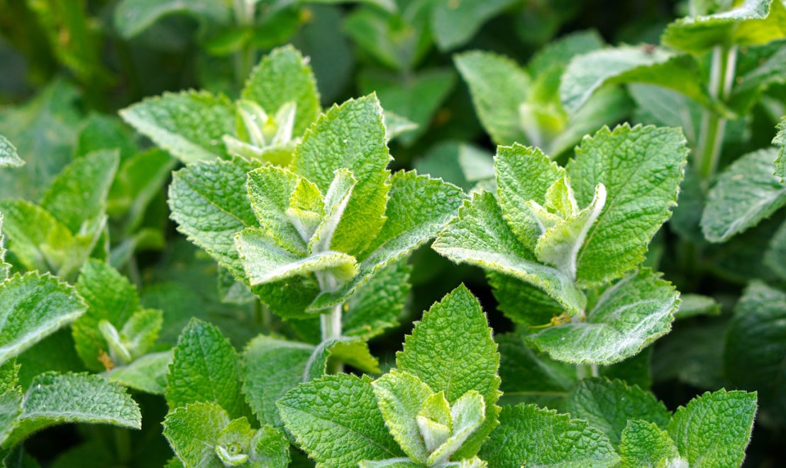 mint-5171202_1280