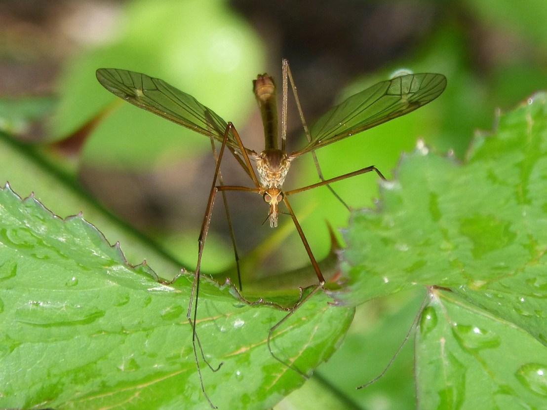 mosquito-1384020_1280