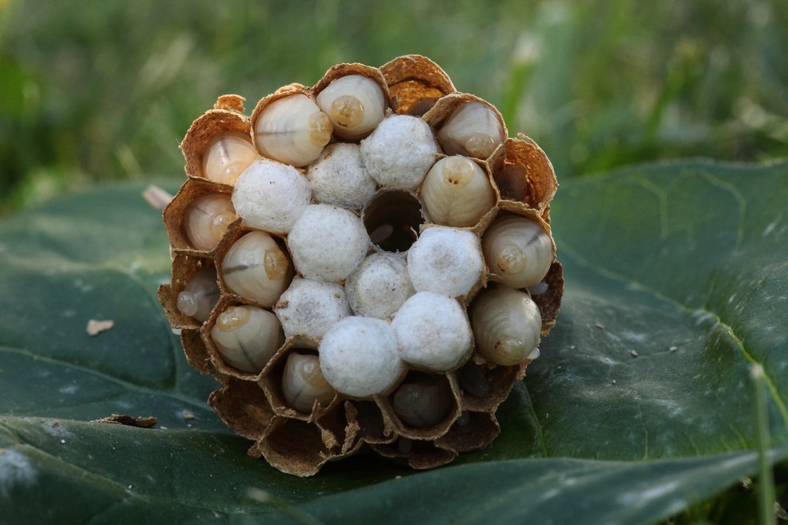 nature-3173841_1280