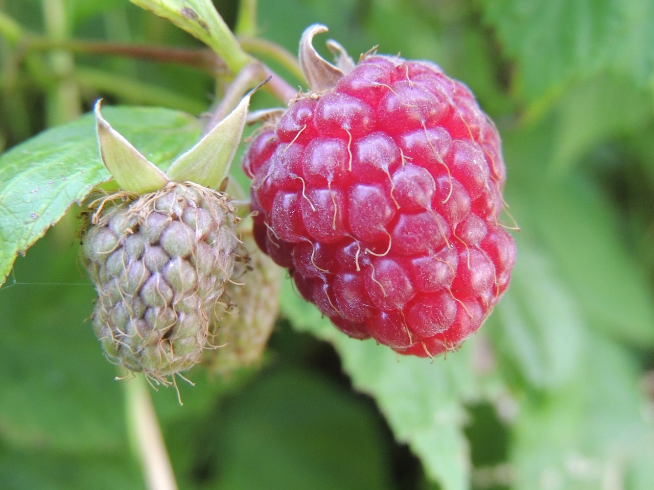 raspberry-367747_1280