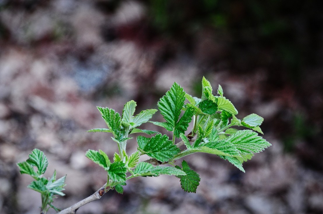 raspberry-5104424_1280