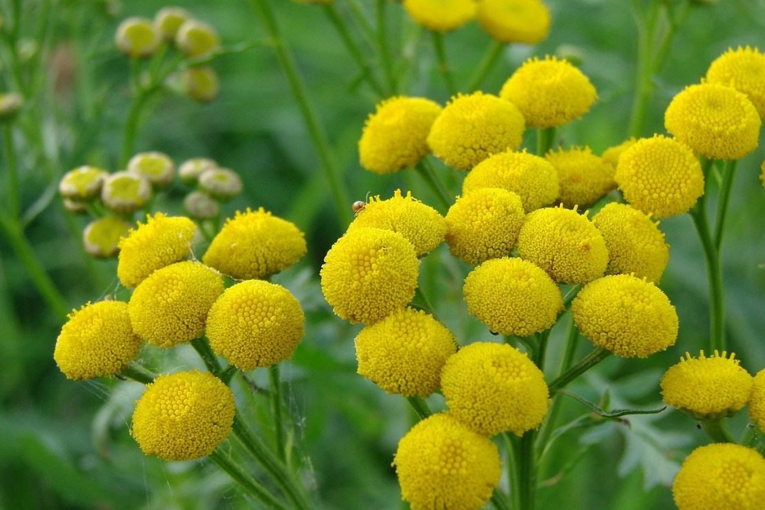 tansy-1186677_1280