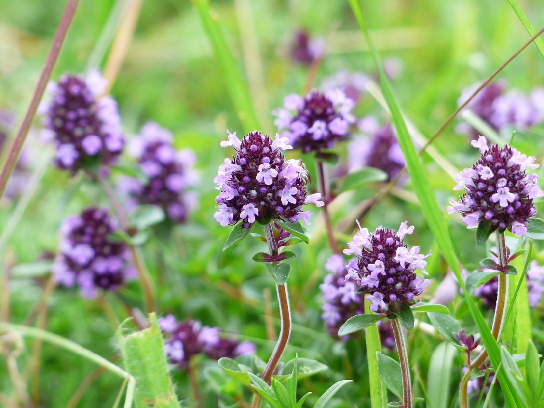 thyme-167468_1280