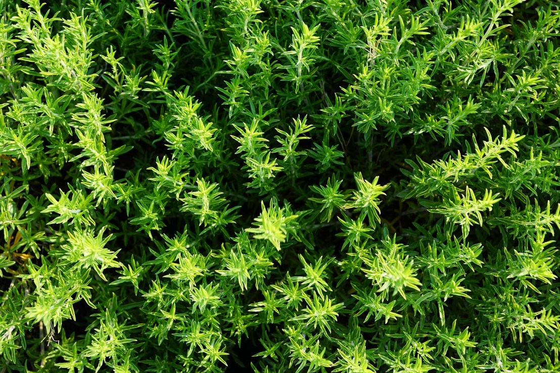 thyme-2368664_1280