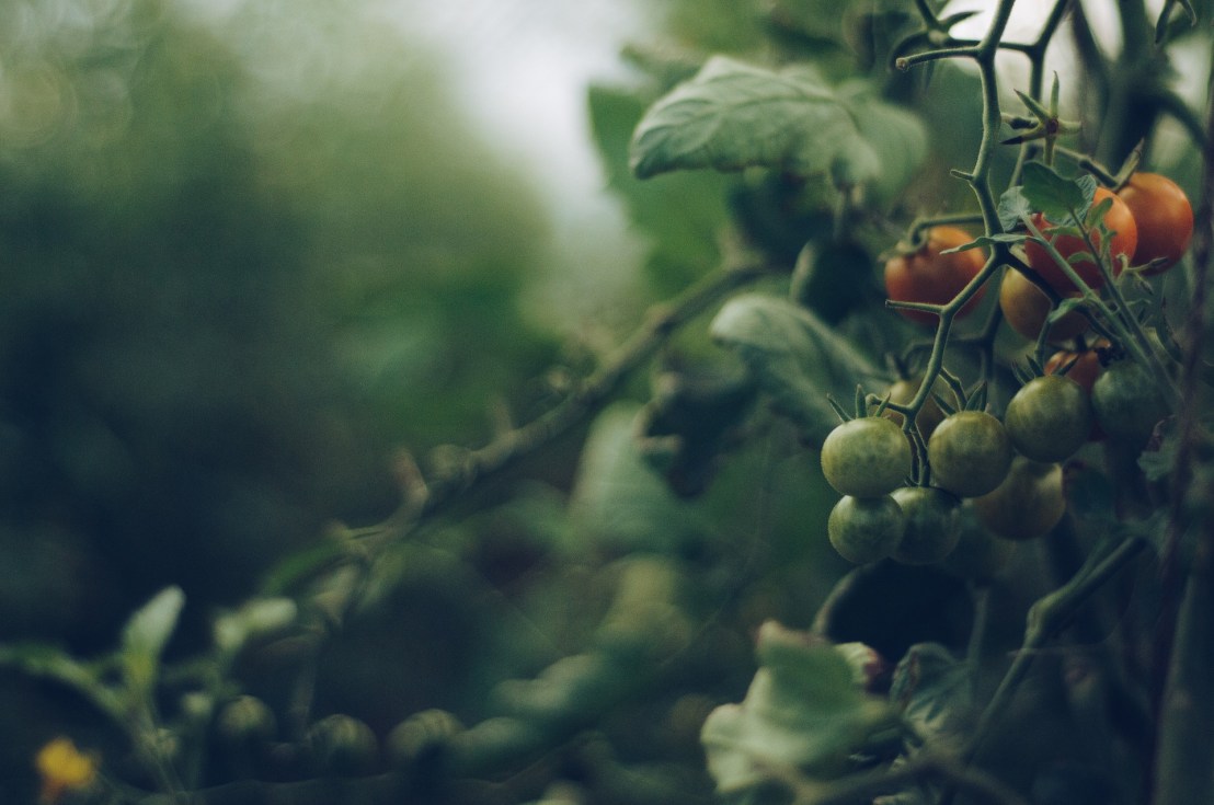 tomato-4474174_1920