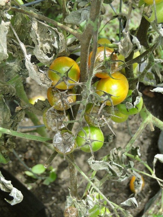 tomato-608290_1280(3)