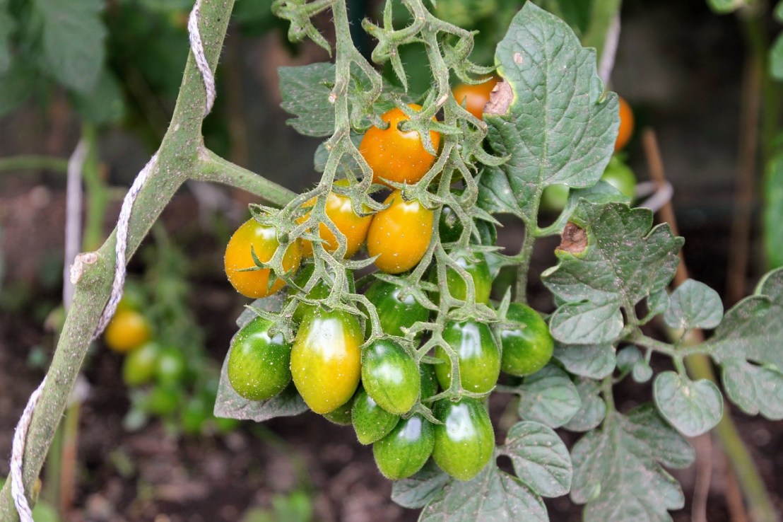 tomatoes-2658340_1280