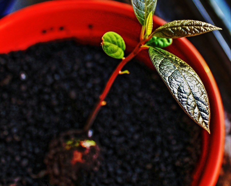 Comment faire pousser un noyau d&rsquo;avocat&nbsp;?