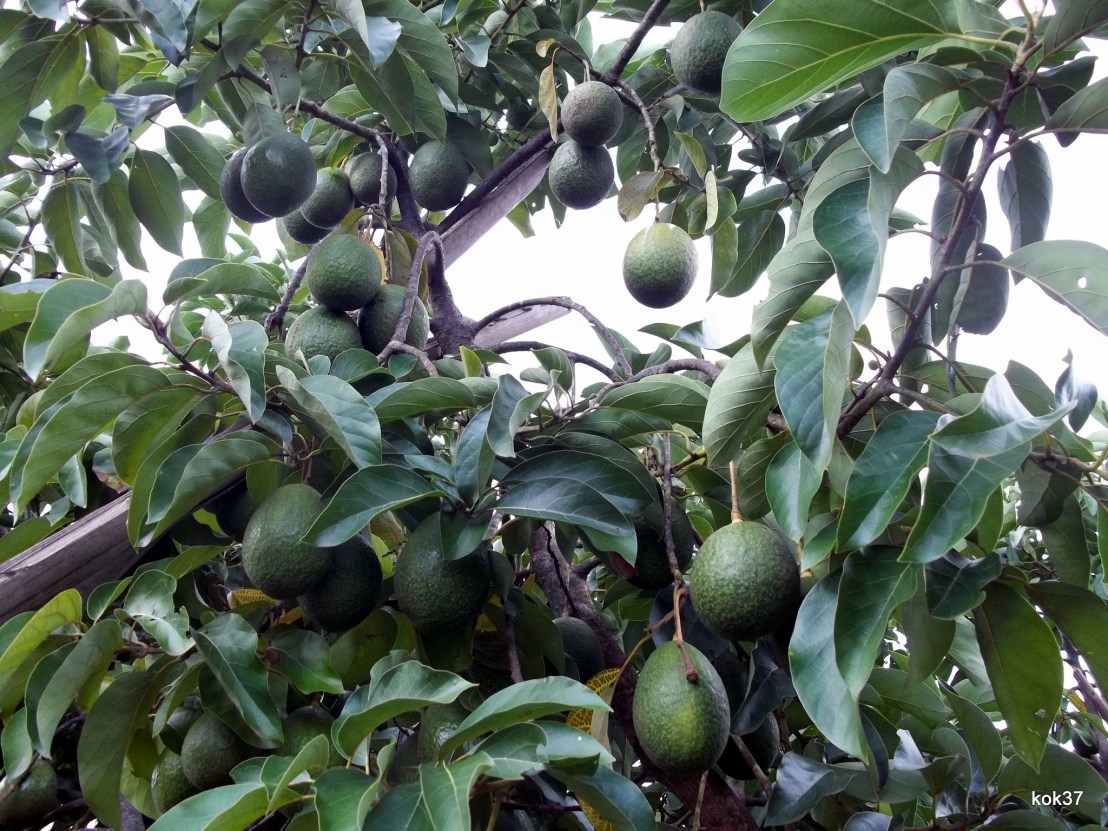 avovo