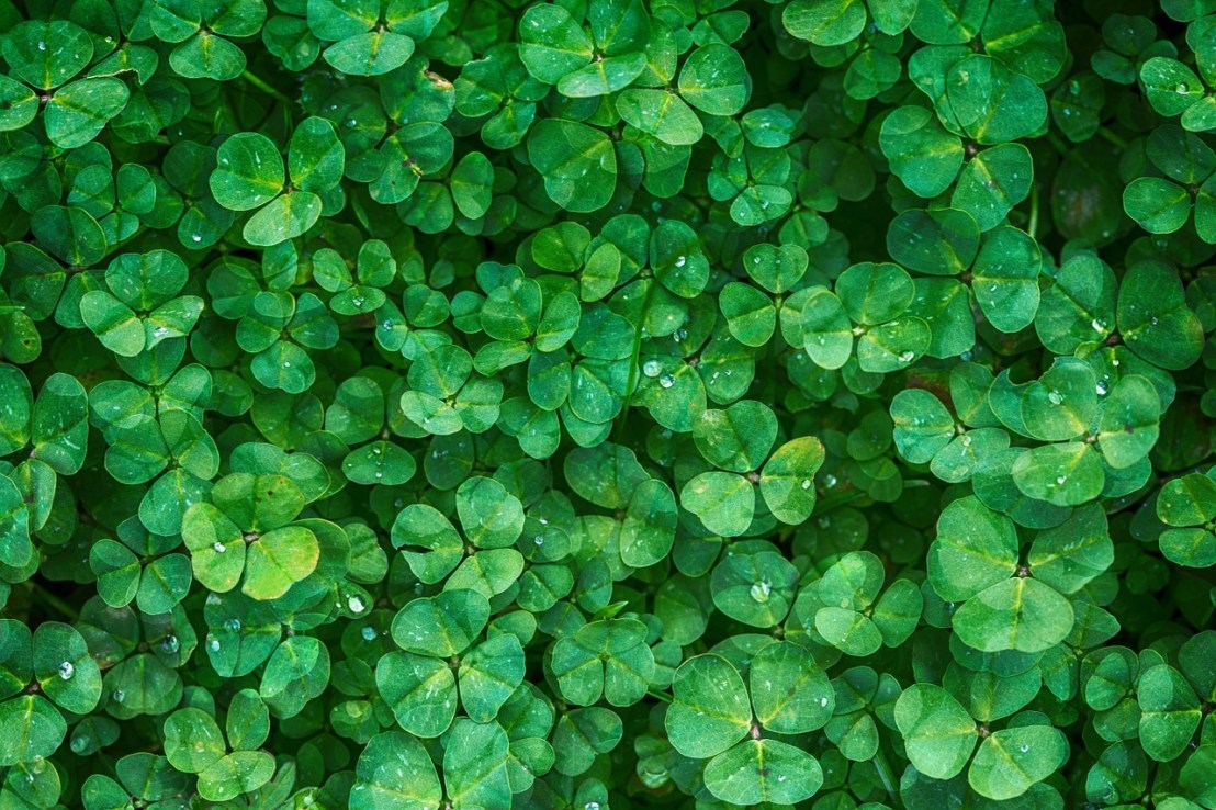 clover-1225988_1280(1)