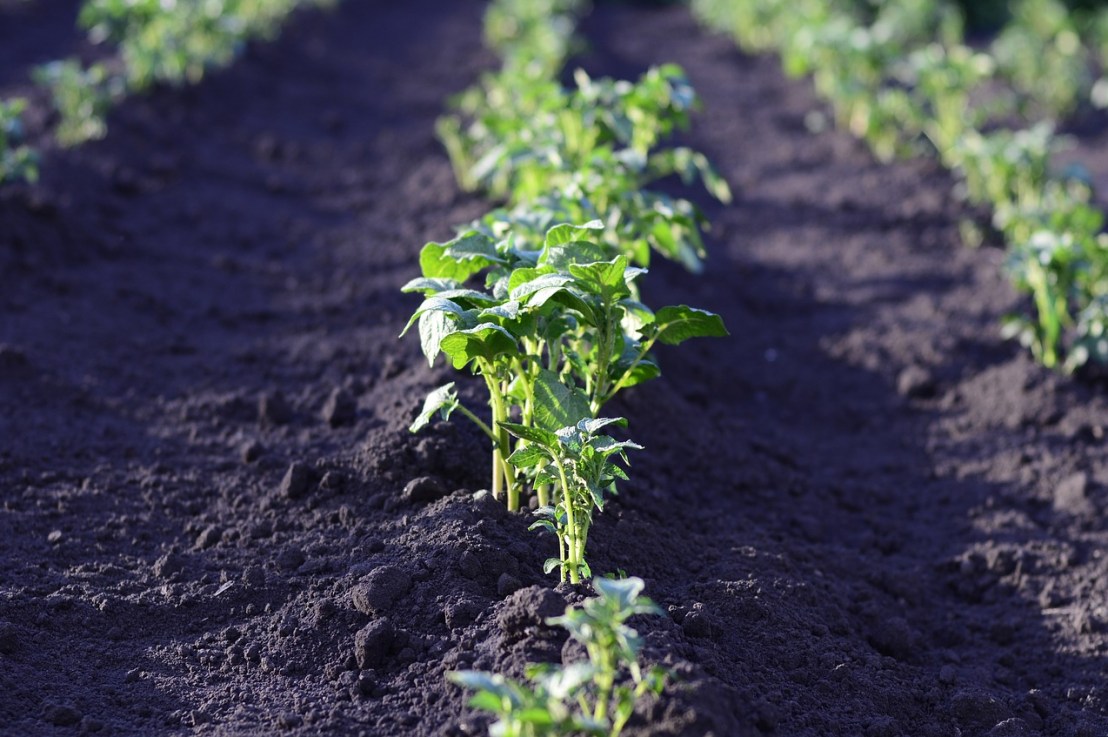 Comment planter des pommes de terre&nbsp;?