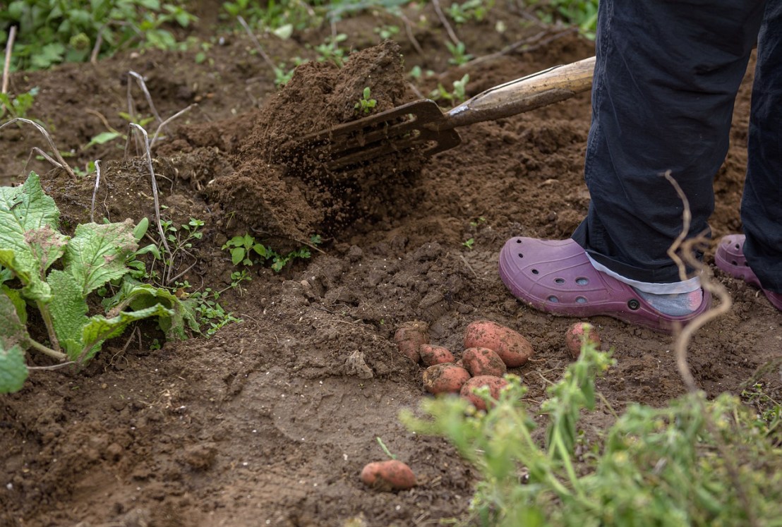 gardening-4545664_1280