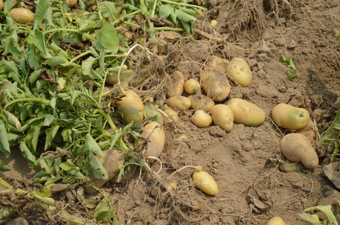 potato-373822_1280(1)