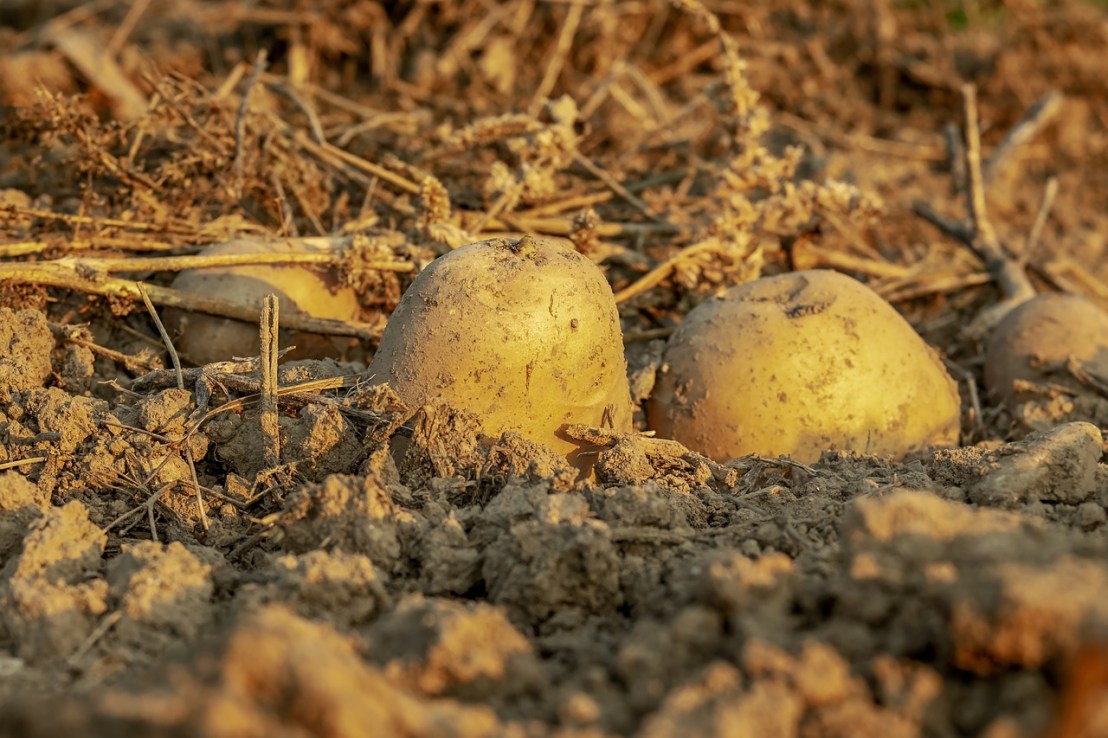 potatoes-3690562_1280(1)