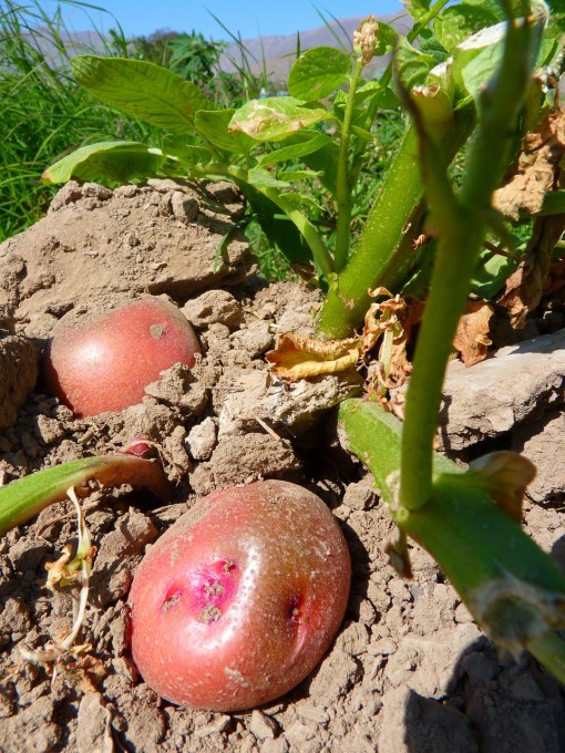 potatoes-43242_1280