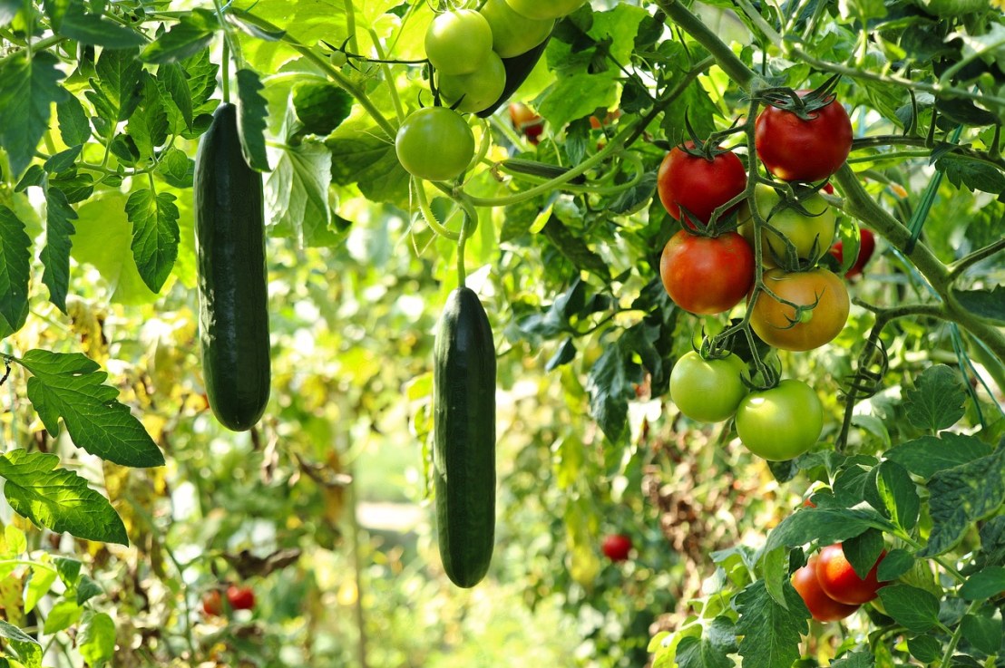 Comment réaliser un potager d&rsquo;intérieur ?