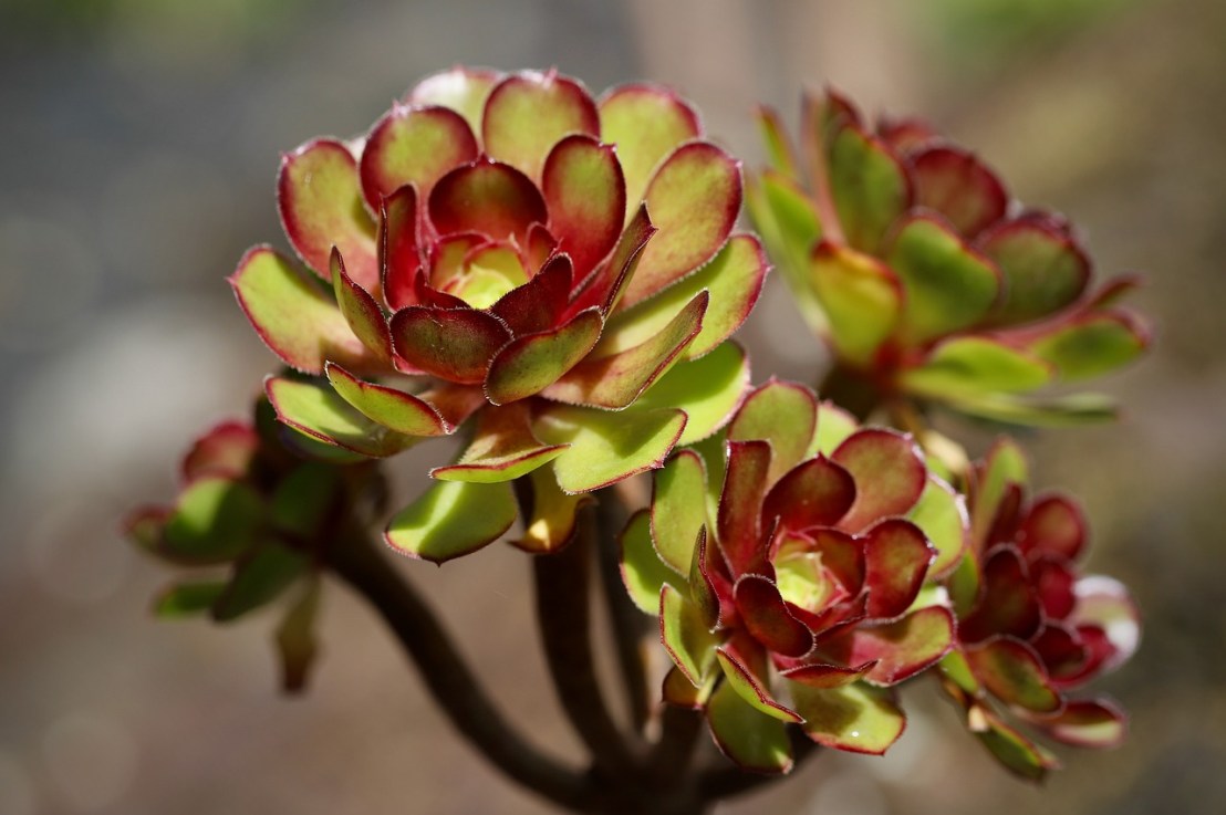 Qu&rsquo;est-ce que l&rsquo;Aéonium en arbre&nbsp;?