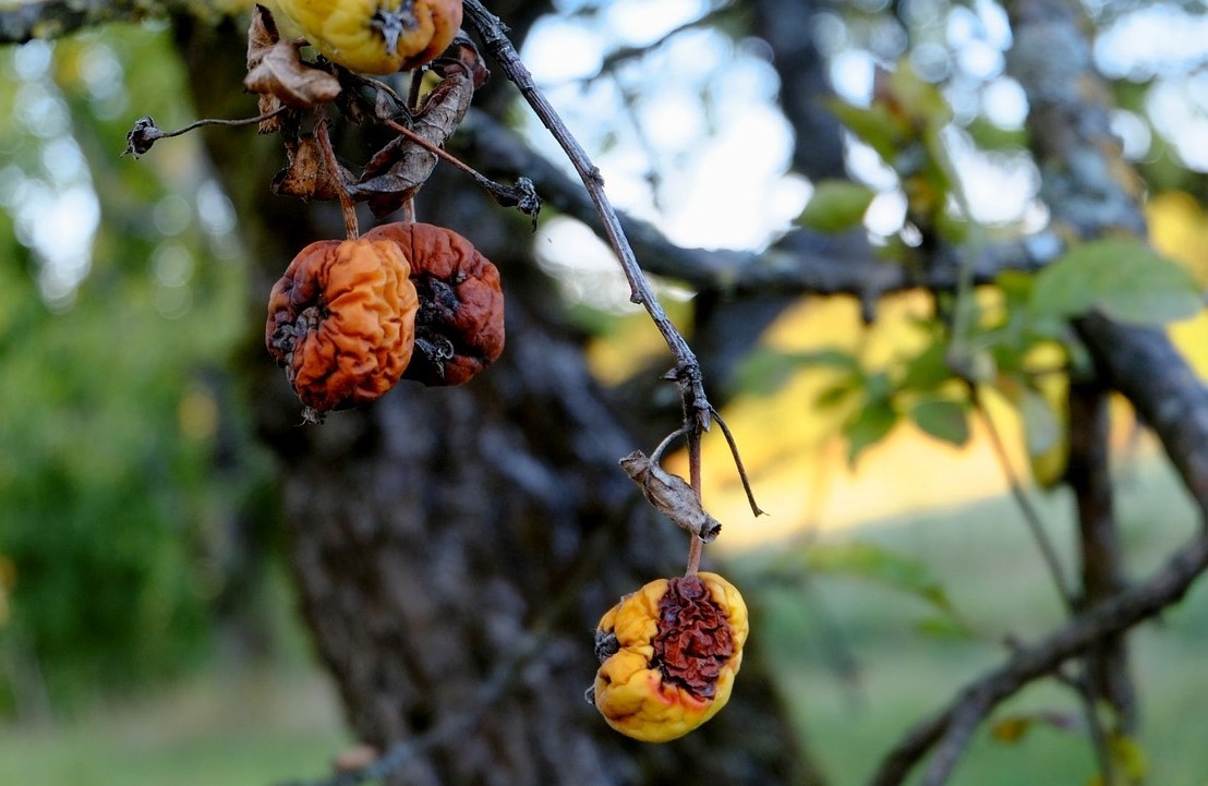 Quelles sont les maladies des arbres fruitiers&nbsp;?