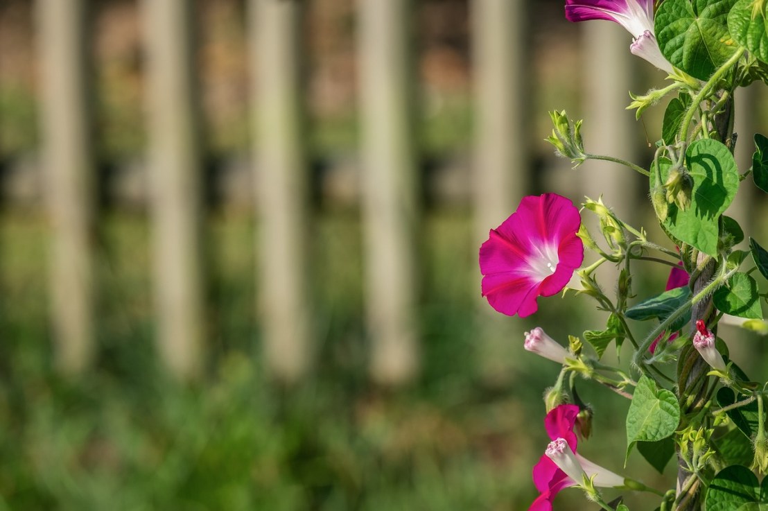 Quelles plantes mettre pour une pergola végétale&nbsp;?