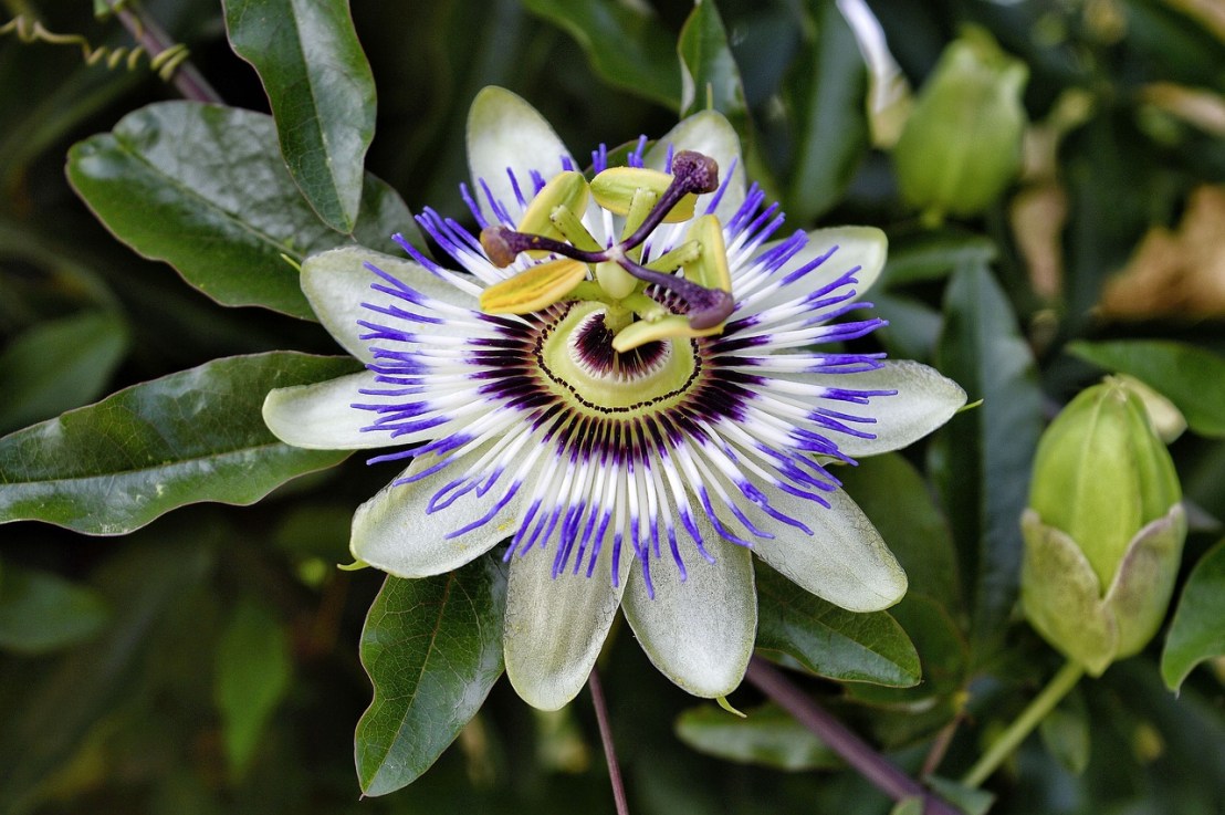 Tout savoir sur la Passiflora&nbsp;caerulea