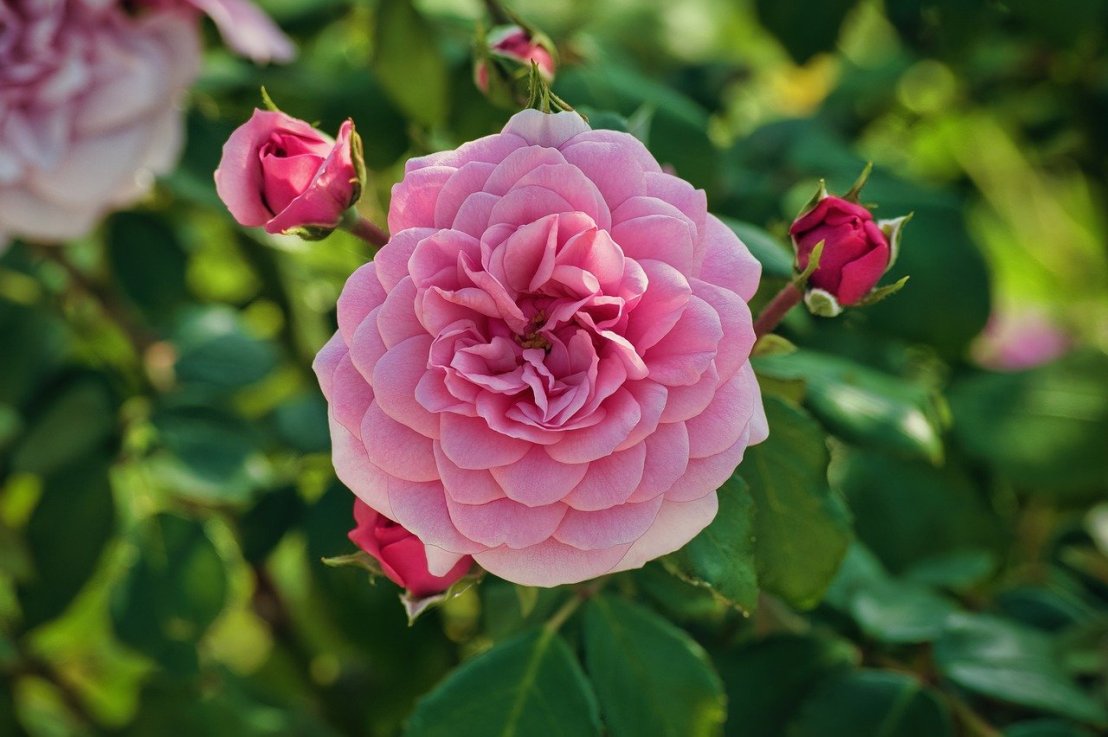 Les différentes variétés de&nbsp;roses