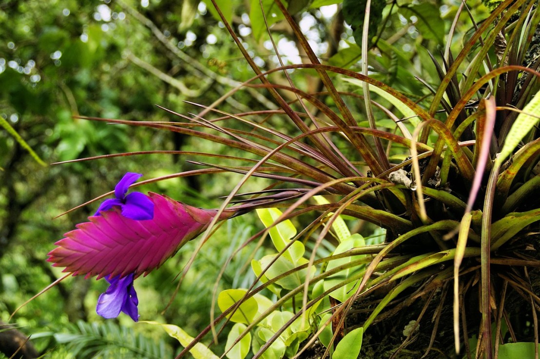 Tout savoir sur le Tillandsia cyanea (Tillandsia&nbsp;raquette)