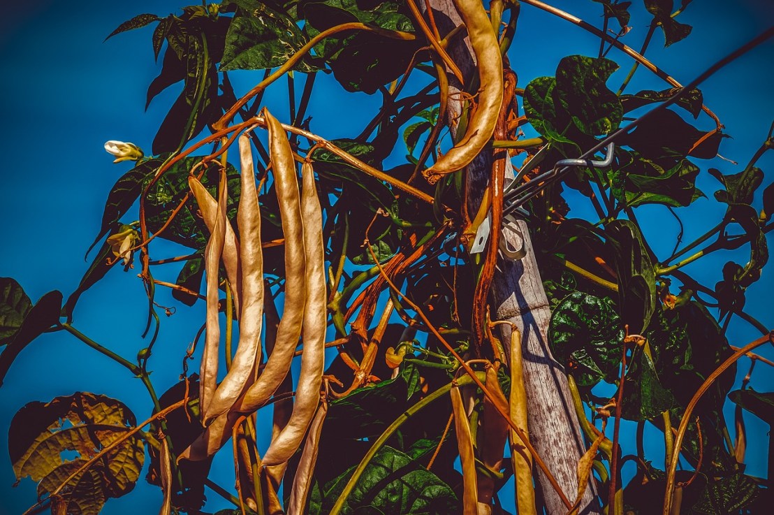 Tout connaître sur les haricots&nbsp;nains