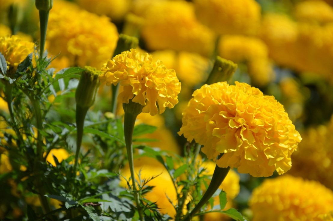 Tout savoir sur la Rose&nbsp;d&rsquo;Inde