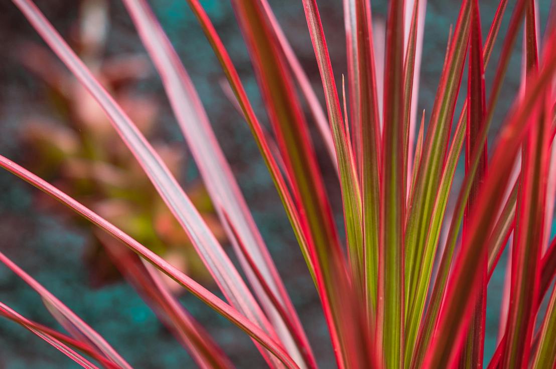 Tout savoir sur la plante le Dragonnier de&nbsp;Madagascar