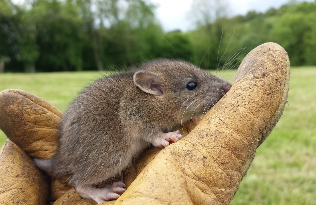 Comment se débarrasser d&rsquo;un mulot à la maison&nbsp;?