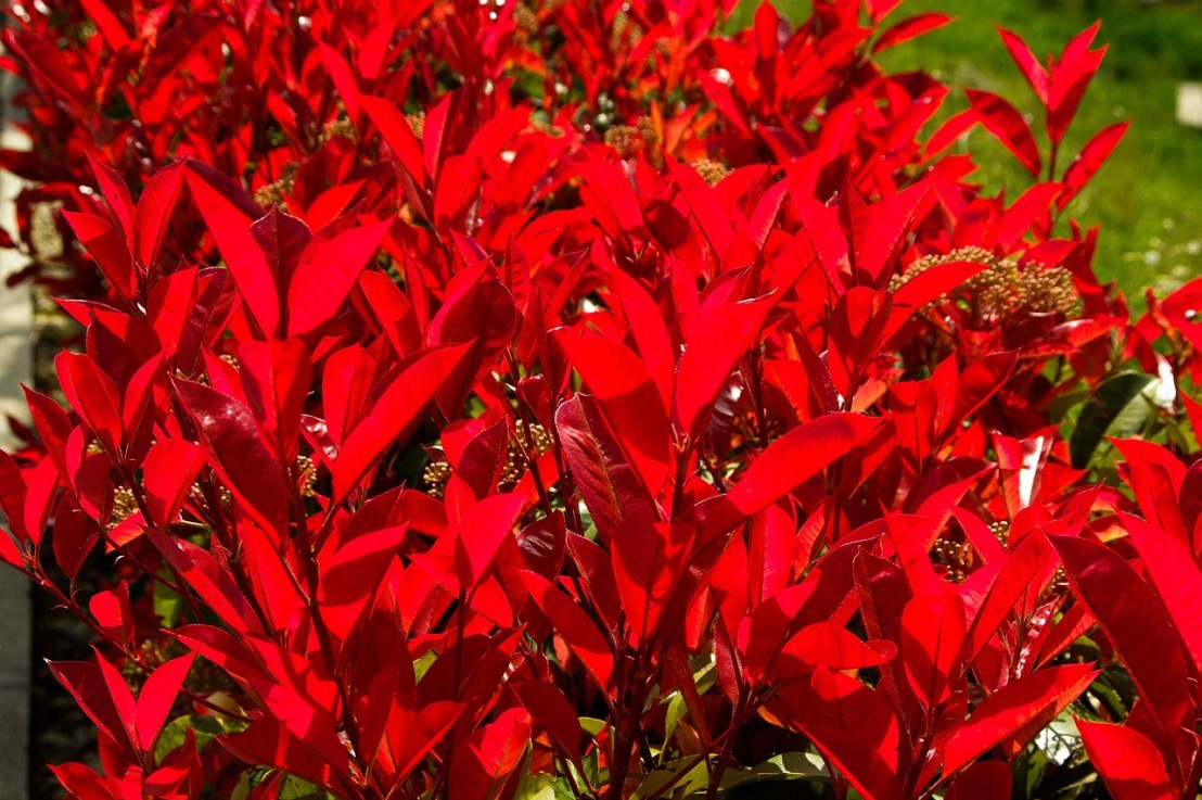 Quand et comment tailler la photinia&nbsp;?