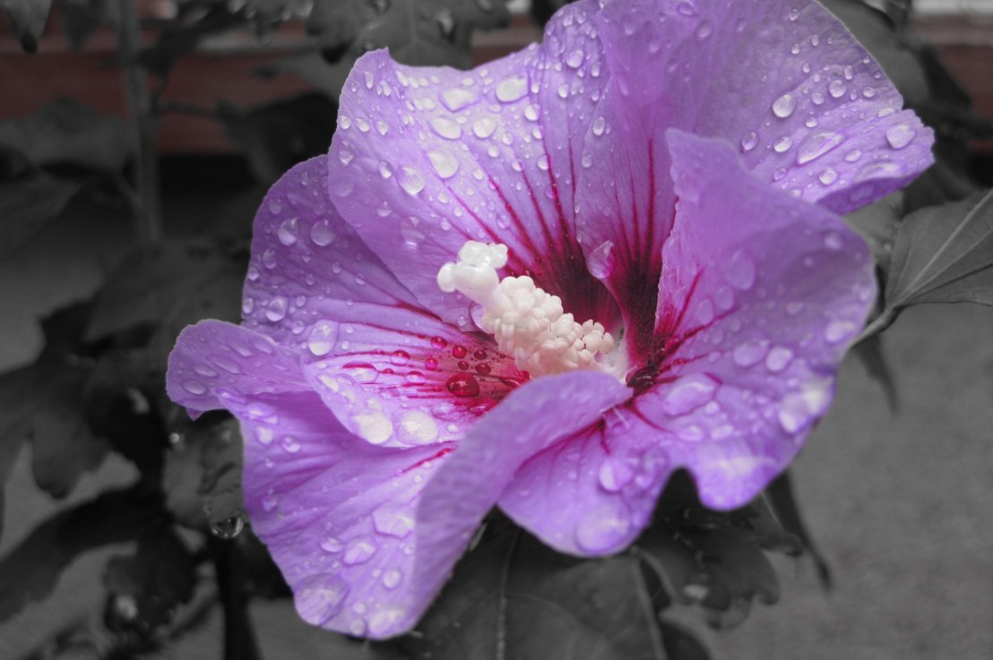 L&rsquo;arrosage de l&rsquo;Hibiscus : nos&nbsp;conseils