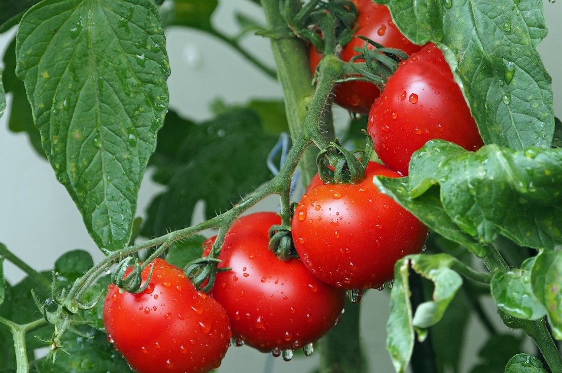 Quand planter des tomates&nbsp;?