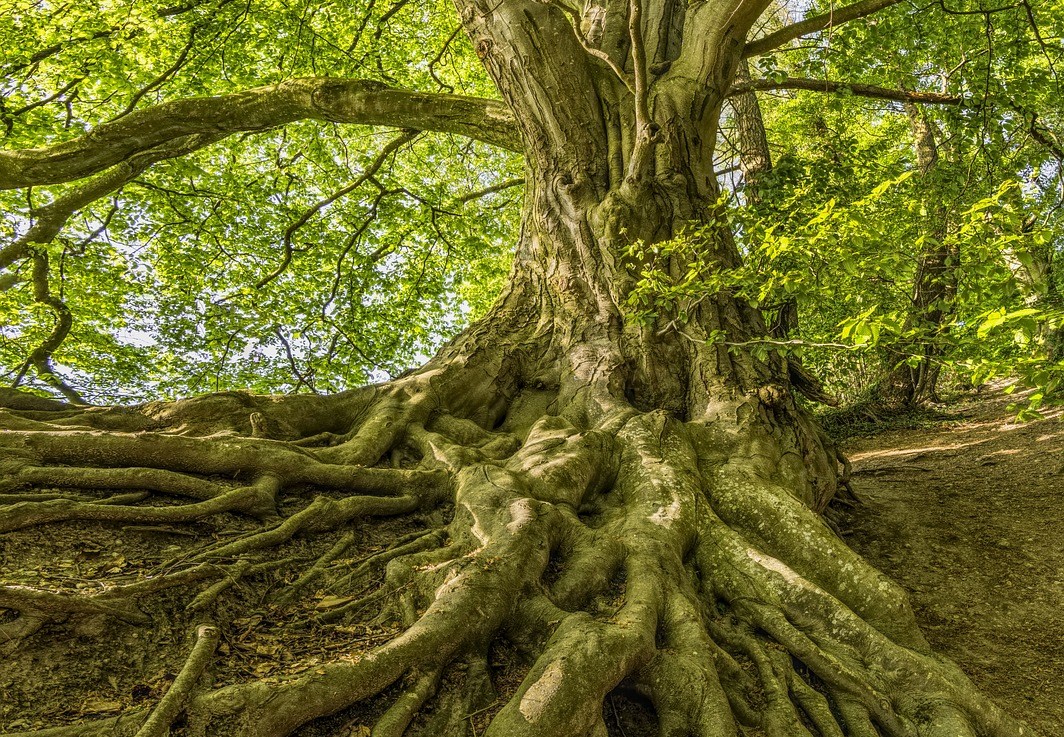 Arbre trentenaire en limite de propriété : ce qu&rsquo;il faut&nbsp;savoir