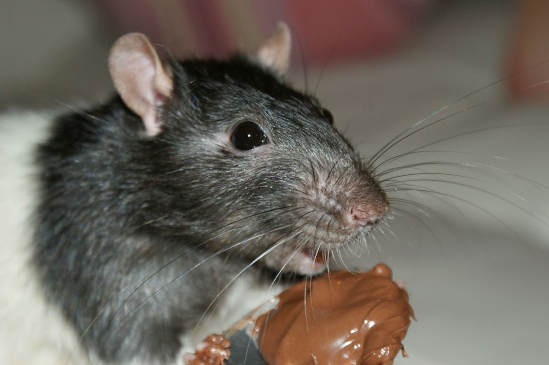 Comment se débarrasser des rats dans votre maison&nbsp;?