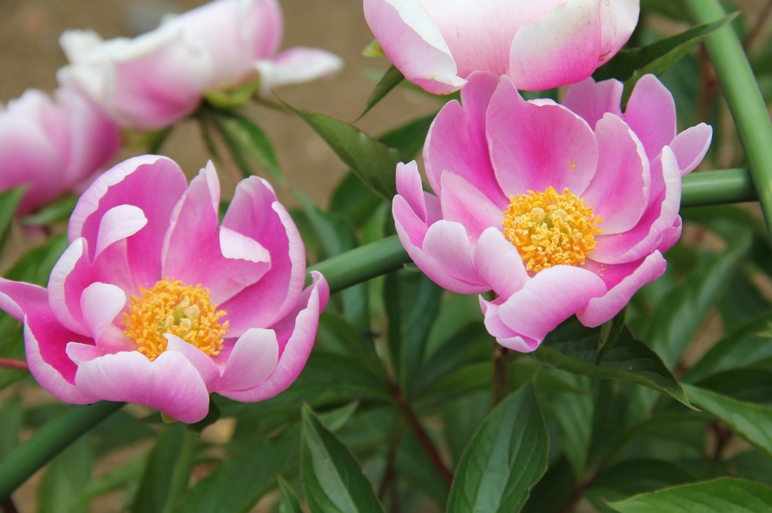 Tout connaître sur la Paeonia lactiflora (Pivoine de&nbsp;Chine)