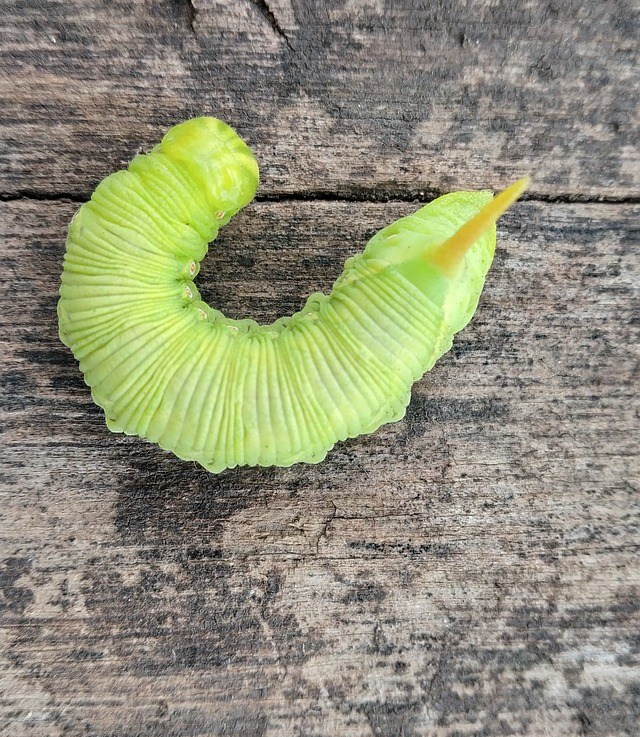 Comment se débarrasser des asticots au plafond&nbsp;?