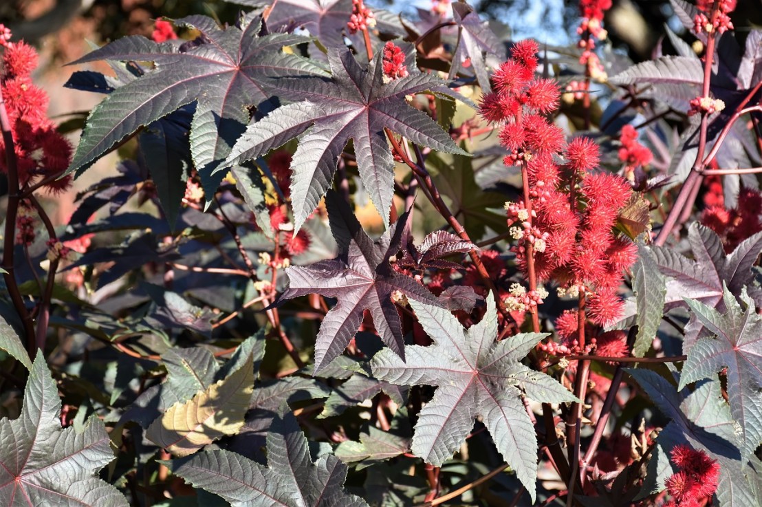 Tout savoir sur l&rsquo;arbrisseau le Ricin&nbsp;commun