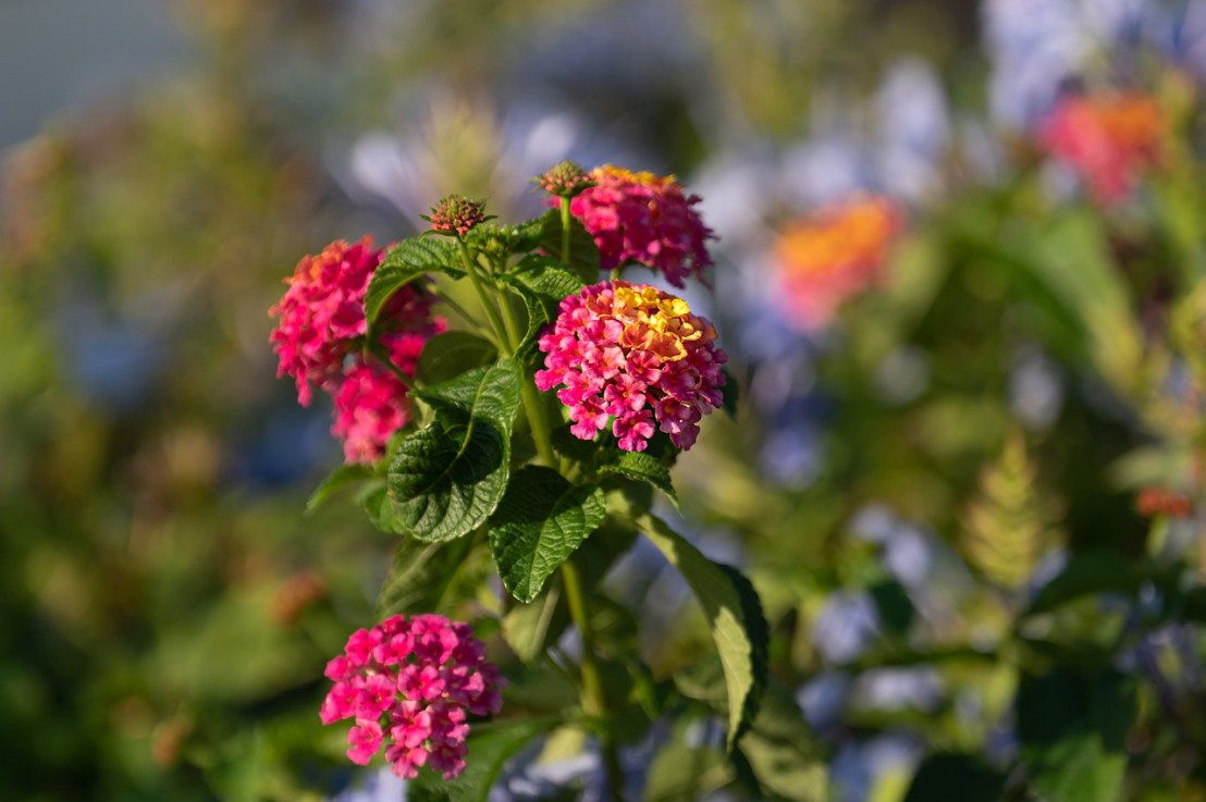 Tout savoir sur l&rsquo;arbuste le&nbsp;Lantana