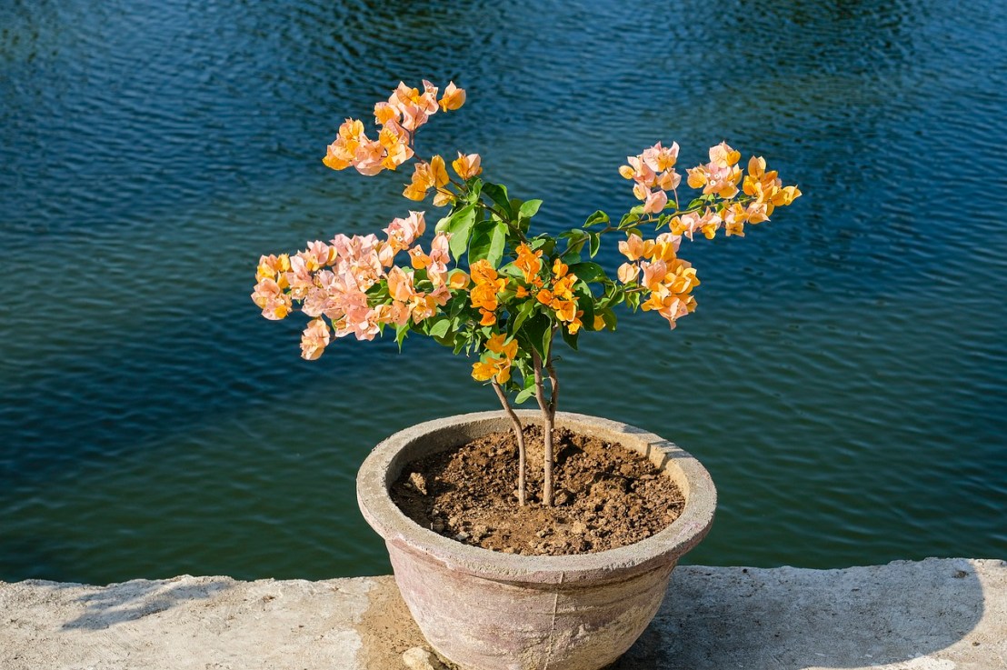 Bougainvillier en pot : nos&nbsp;conseils