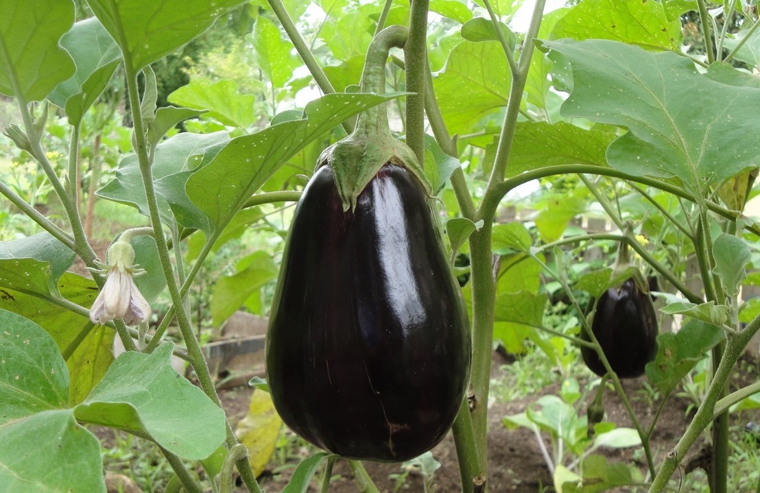 L&rsquo;arrosage de l&rsquo;Aubergine : nos&nbsp;conseils