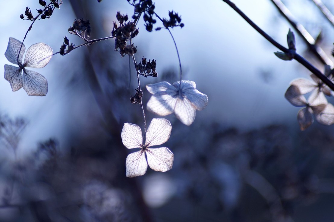 Zoom sur l&rsquo;Hortensia grimpant&nbsp;!